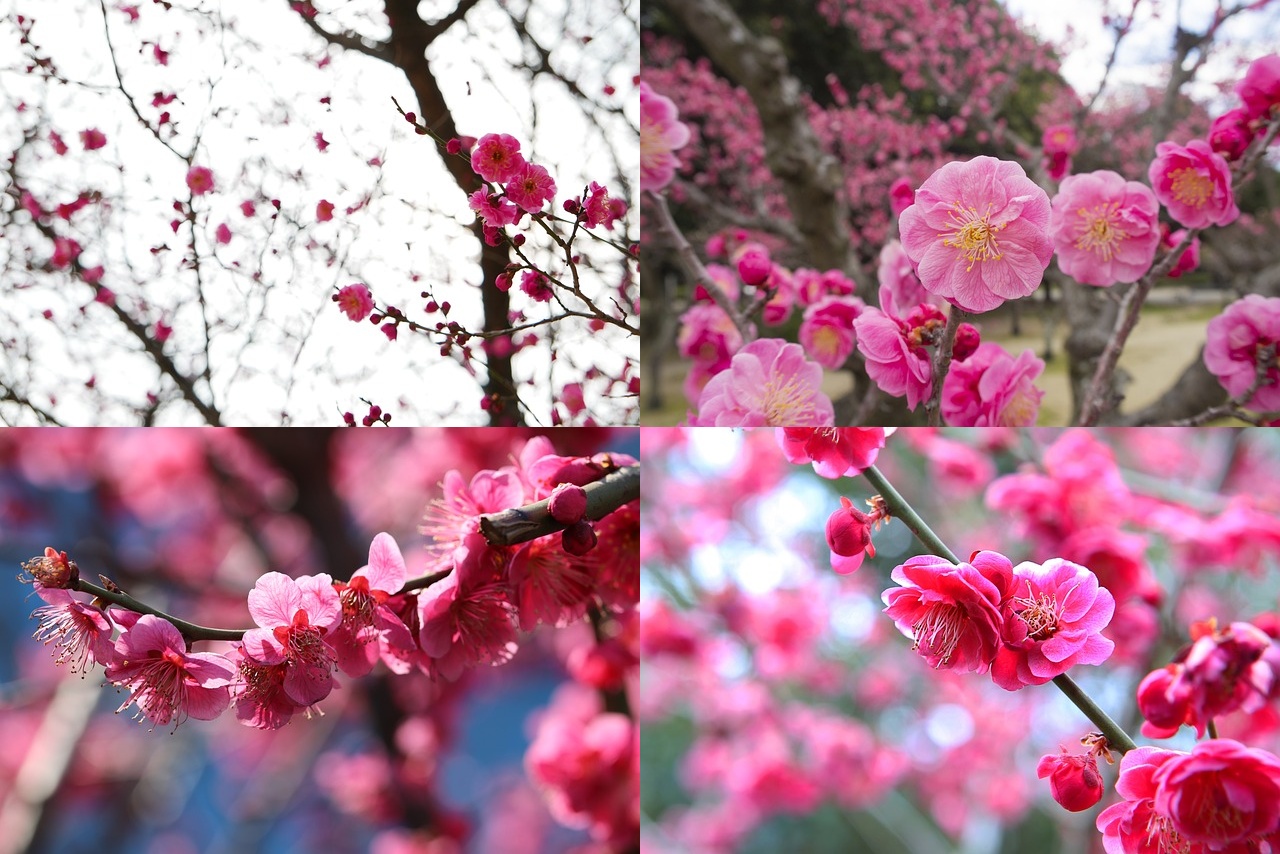 홍매화 유명한곳