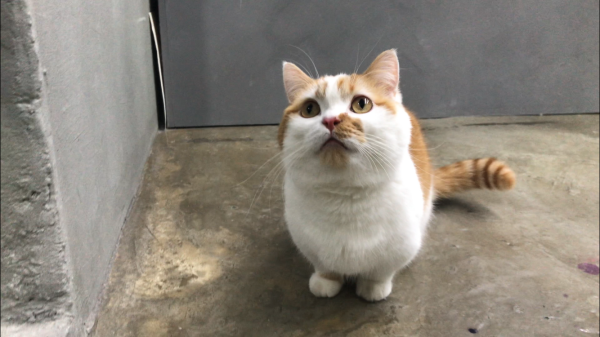 고양이헤어볼관리