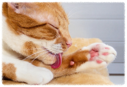 고양이 털 관리