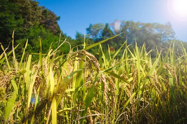 농사 직불금 대상자 금액 신청_1