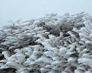 선자령 실시간 CCTV 날씨 완벽 가이드: 겨울왕국 설경부터 안전 산행 정보까지!