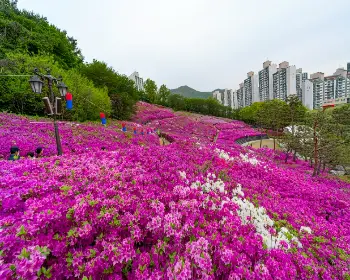 군포 철쭉축제_14