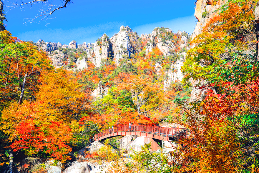 단풍