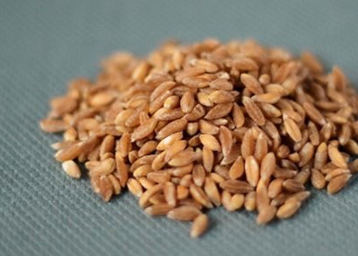 청록색 식탁보에 모아져 있는 파로 곡물