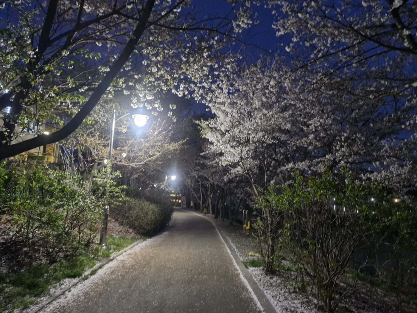 중대물빛공원 주말 밤 나들이 길 본홍빛 벚꽃 야경 ,호숫가에핀 노란 개나리꽃,해맞이 명소, 구름다리,호수