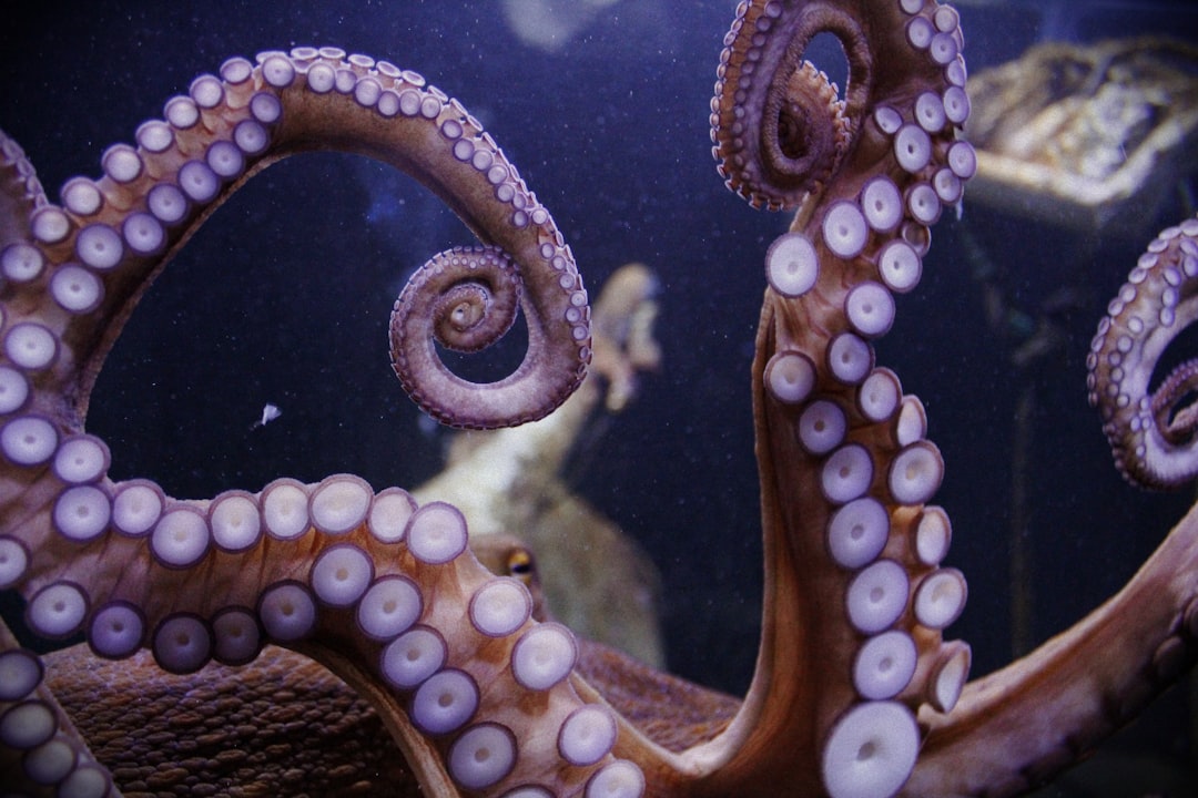 octopus