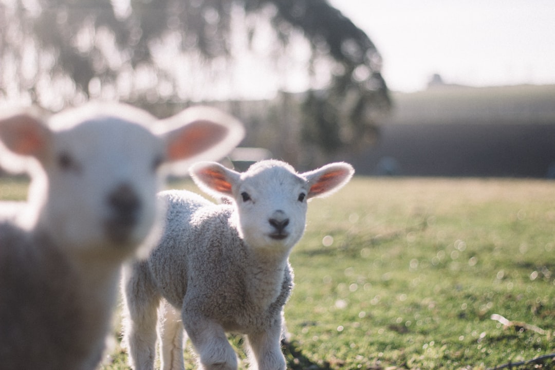 Livestock