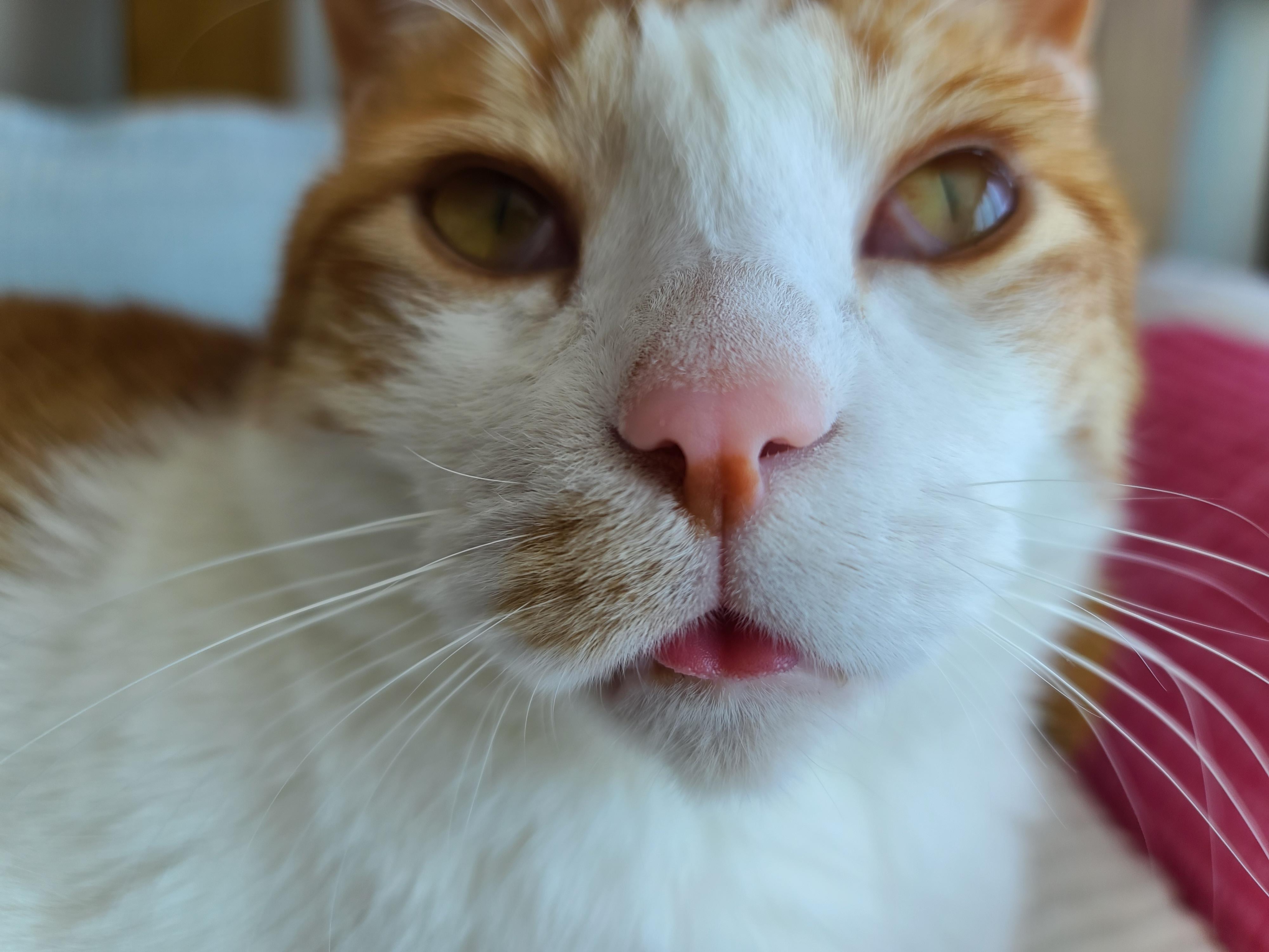 귀여운 혀빼꼼 고양이 . 자이언트 베이비 막둥이 삐용.