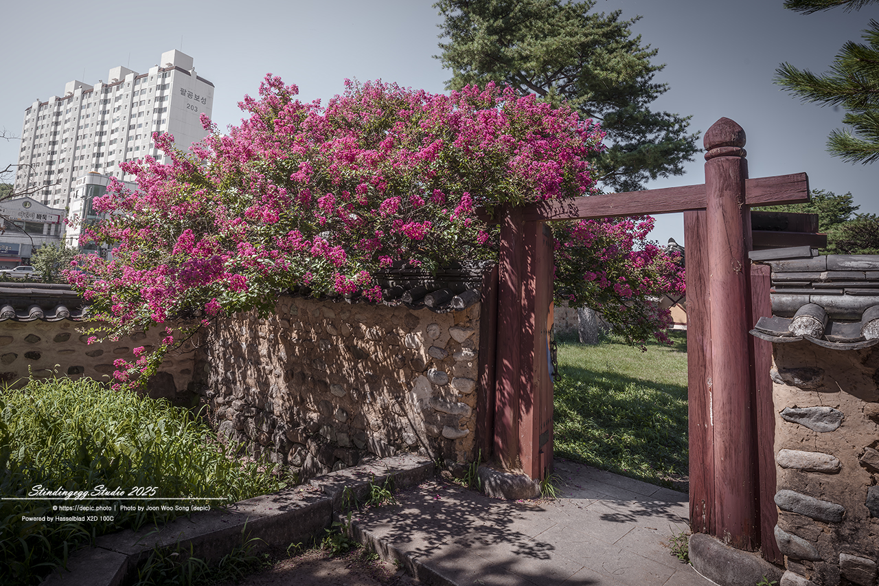 #대구 #신숭겸장군유적 #배롱 #꽃