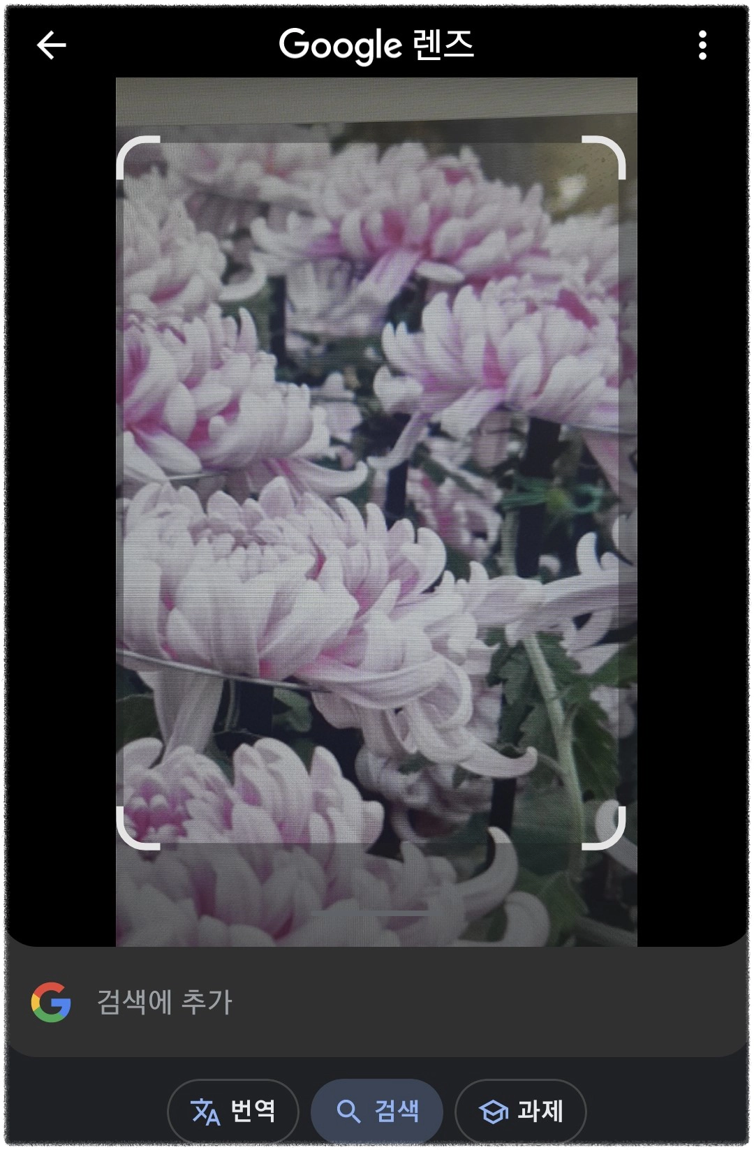 구글 렌즈 다운로드 및 사용방법 ❘ 꽃 이름 검색, 술 이름 검색