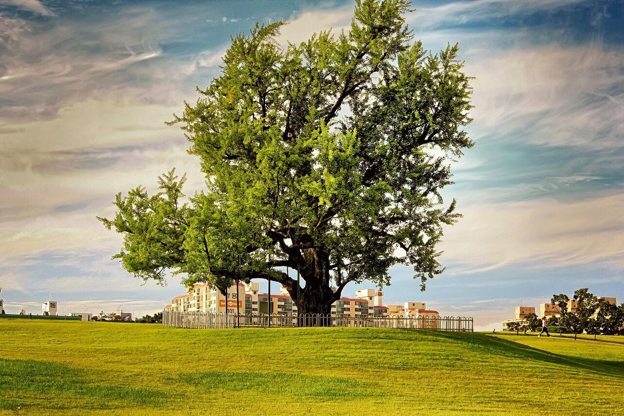 백제의 도읍이 남긴 도성의 모습