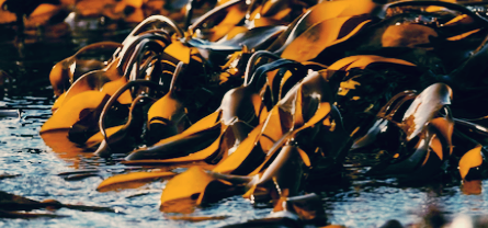 비오틴 많은 음식 