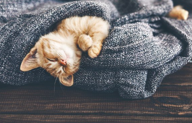 따뜻하게 하고 잠자는 아기 고양이.