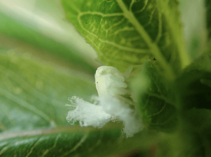 갈색날개매미충