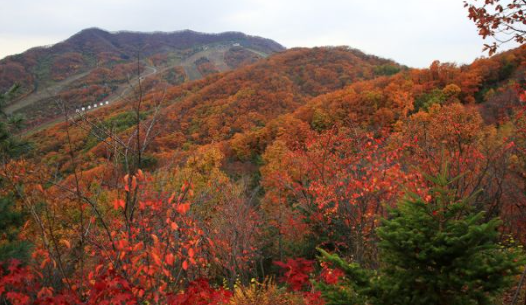 화담숲 예약 3분만에 성공하는 꿀팁