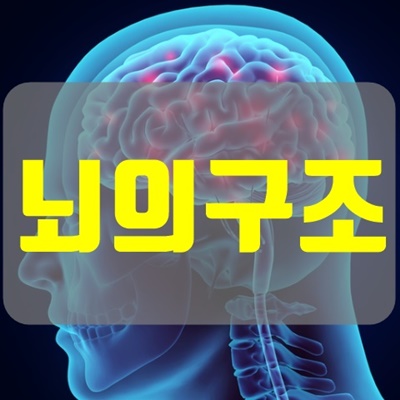 뇌구조