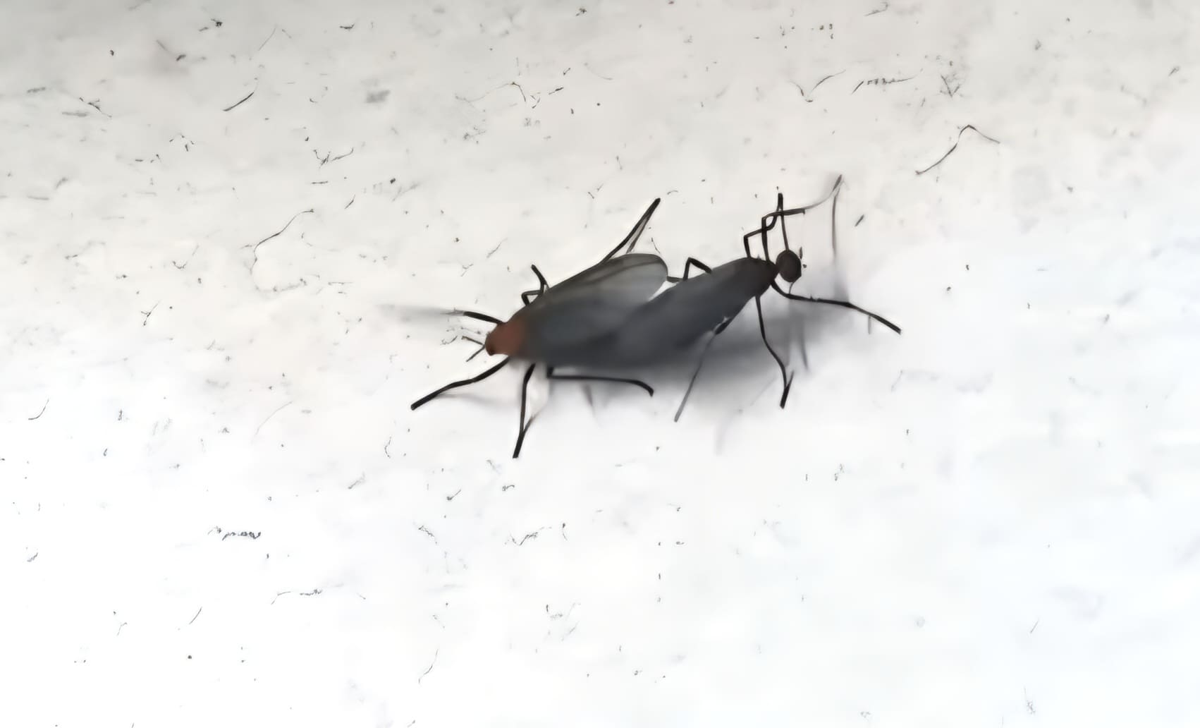 러브버그는-암컷과-수컷이-짝짓기-상태로-붙어서-날아다니기-때문에-러브버그라는-별명이-붙었습니다.-짝짓기한-암컷이-알-낳기-전에-수컷이-떠나버리면-다른-수컷이-암컷과-짝짓기를-할-수-있기-때문에-암컷을-빼앗기지-않기-위해-계속-붙어-다닌다고-하는데요.-암컷이-알을-낳기-전까지-이러한-상태를-유지합니다.
