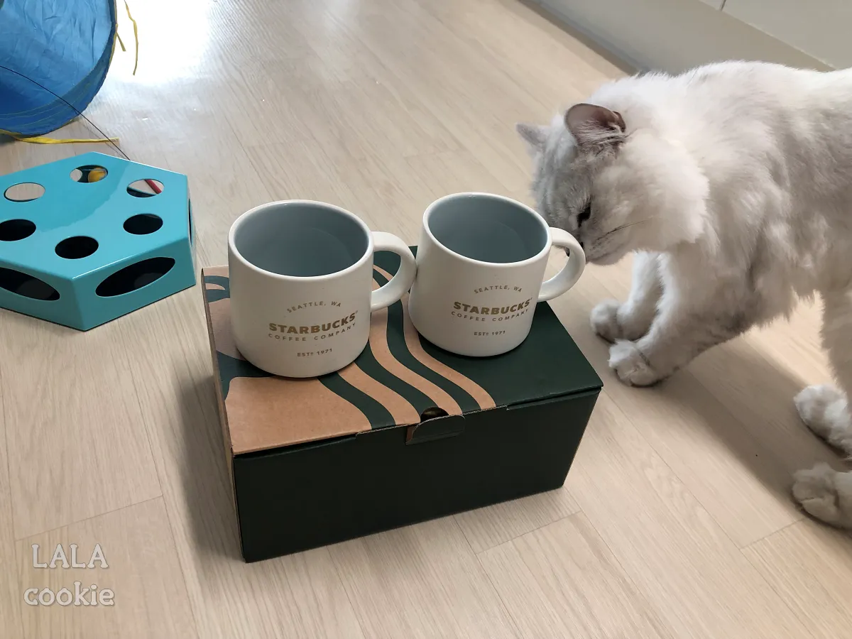 집들이-선물-추천-스타벅스-머그잔-세트를-보고-있는-고양이