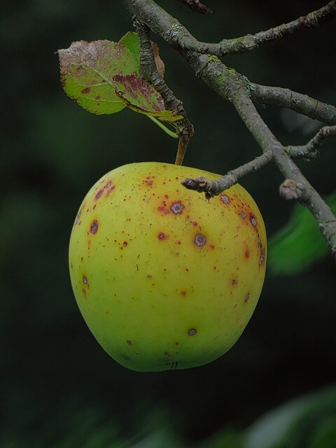 사과나무 한살이 과정 확인하기