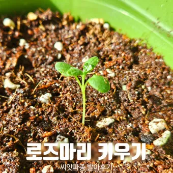 로즈마리 물주기 가지치기 환기관리 햇빛배치 주방 허브로 인기_2