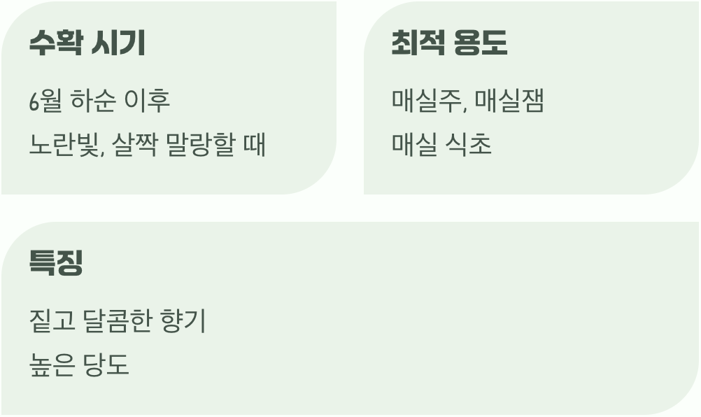 달콤한 향기의 절정&amp;#44; 황매실의 매력
