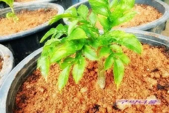 곤약 재배 모판 만들기 습도 관리 알맞은 그늘_6