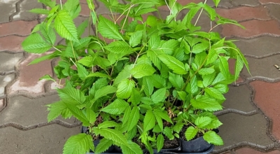 눈개승마 이미지