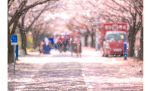 2025 전국 벚꽃 드라이브 코스 추천 명소 5선