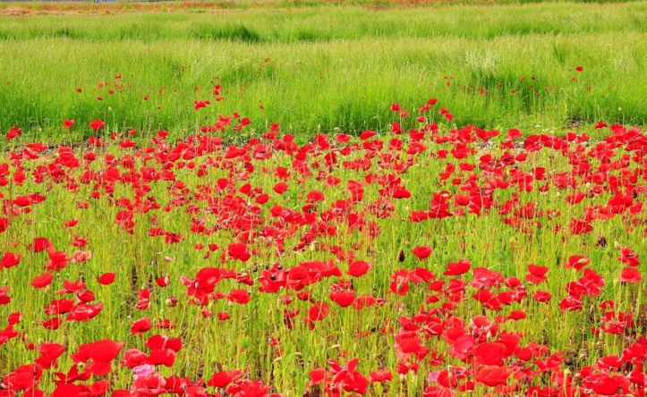 하동 북천 꽃양귀비 축제