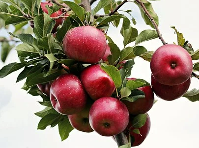 나무에_달린_사과