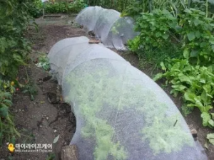 "여름상추