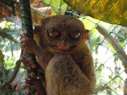 보홀 여행 추천 타르시어 안경원숭이 보호센터