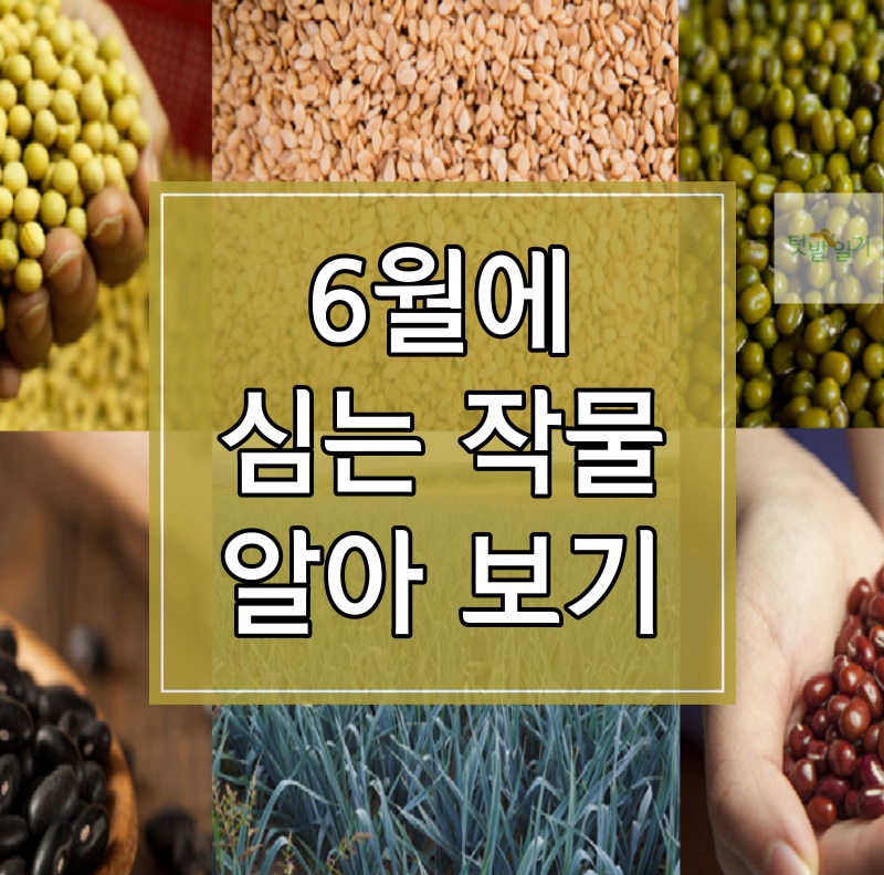 6월에 심는 작물