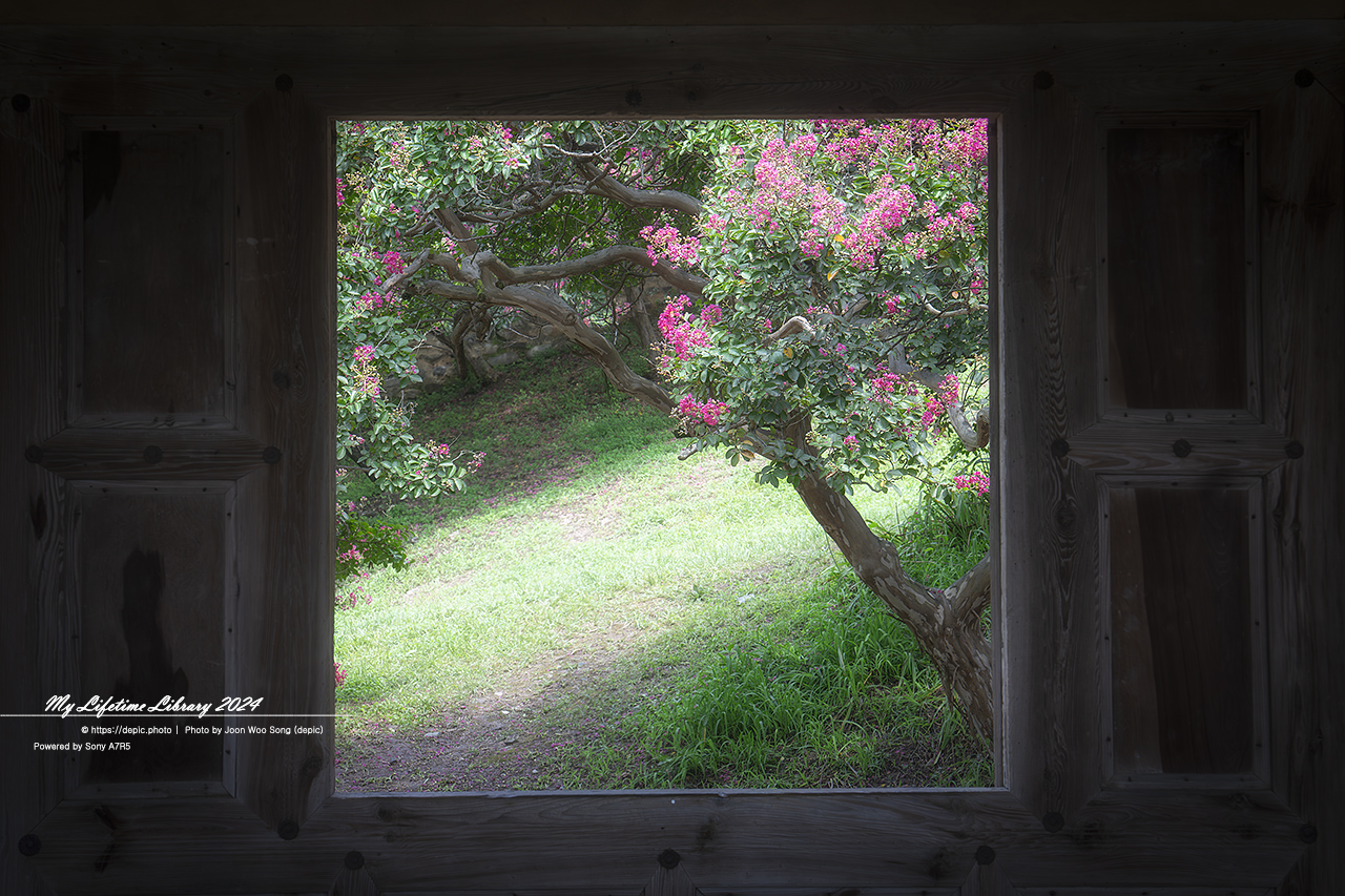 대구 정자 하목정 배롱꽃