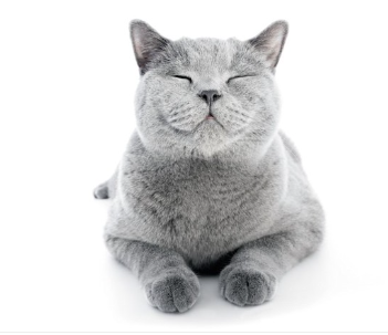 눈을 감고 쉬고 있는 회색 고양이.