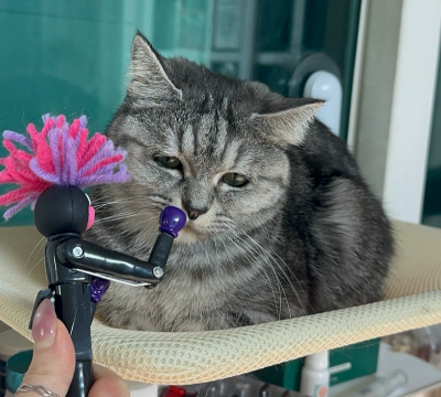 고양이 심장사상충
