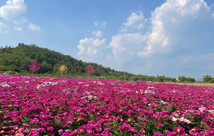 영천 작약꽃