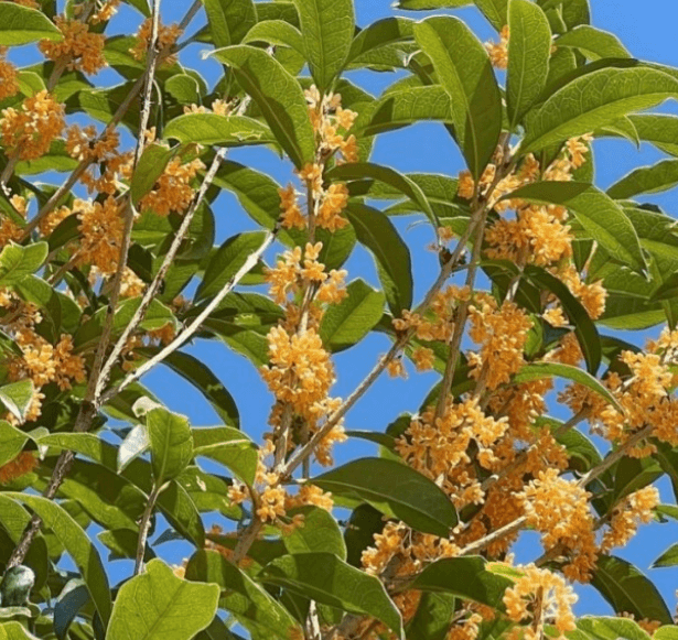 금목서 은목서 묘목 키우기 삽목 방법