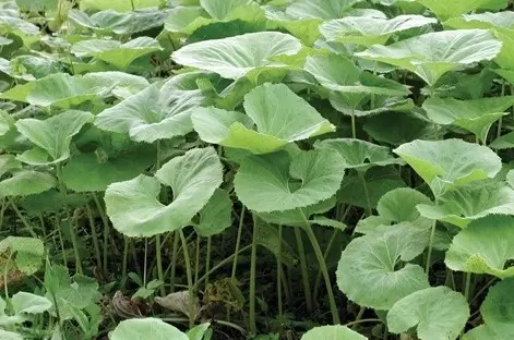 머위 데치기 및 먹는법