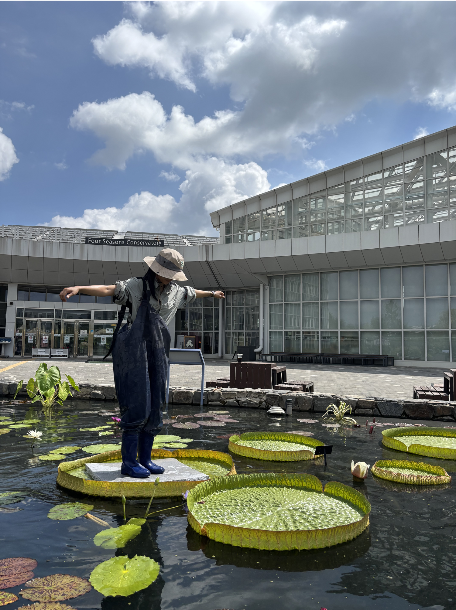성인이 올라가도 끄떡없는 빅토리아수련 국립세종수목원 사계절전시온실 앞 연못 사진