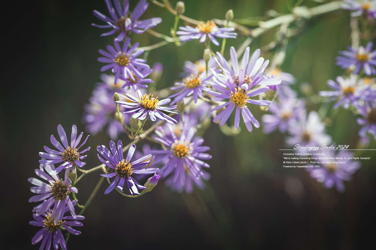 #서울 #식물원 #서울식물원 #꽃