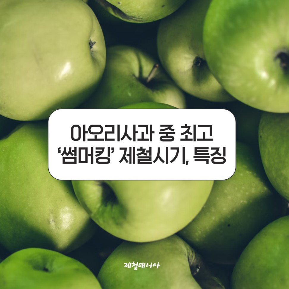 썸머킹 아오리 사과