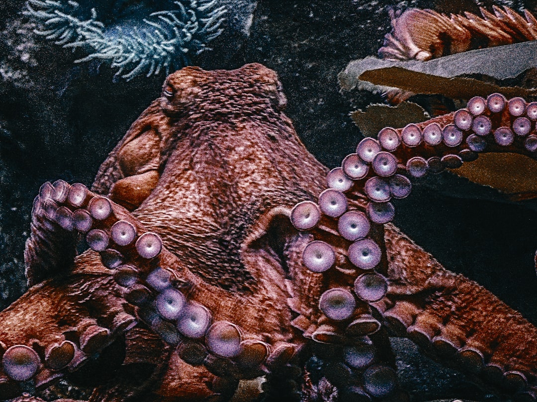 Octopus