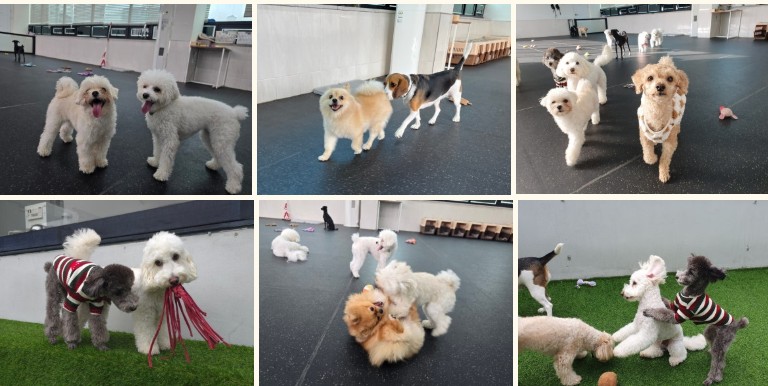 강아지 유치원 훈련