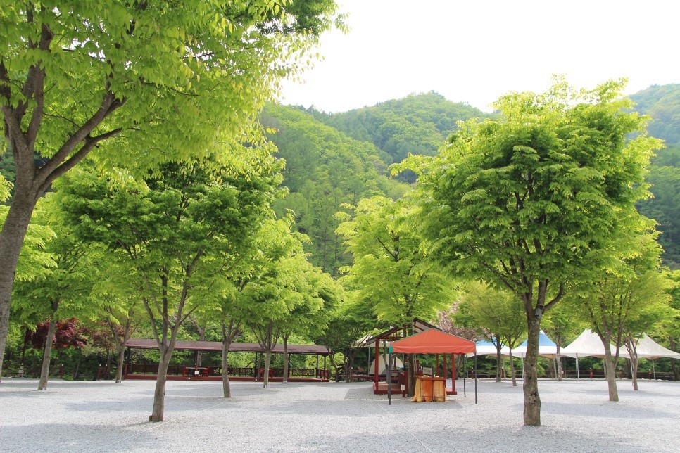 김삿갓 계곡 캠핑