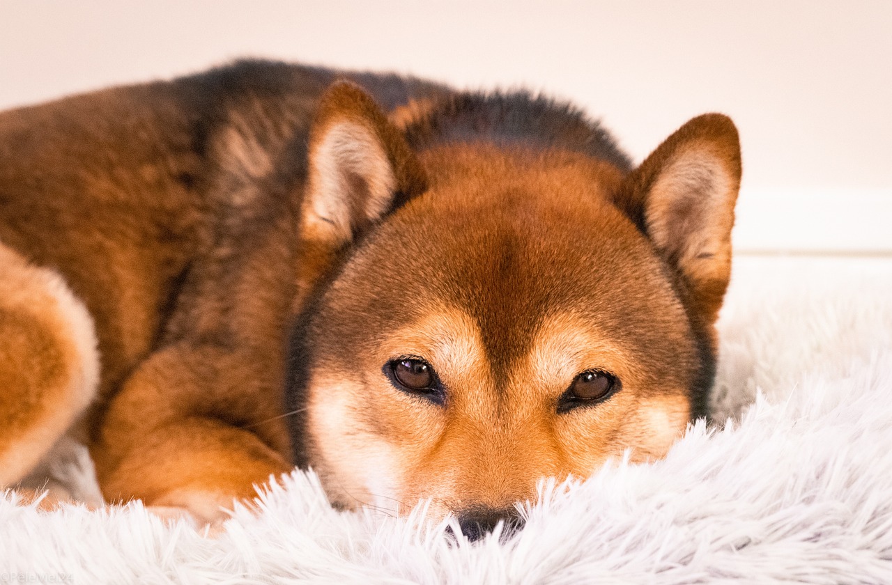 시바 이누(Shiba Inu)3
