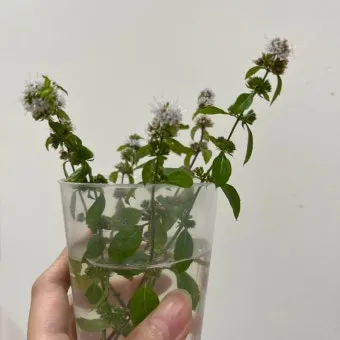 민트 재배 수경 재배 물 갈이 뿌리 번식_10