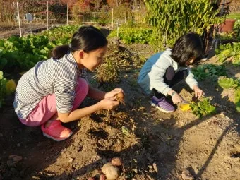 가을 텃밭 작물 추천 상추 열무 시금치 쌈채소 재배법_18