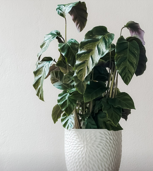 식물 인식 앱 추천