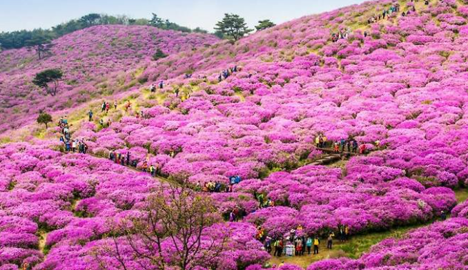 합천-황매산-철쭉제-3